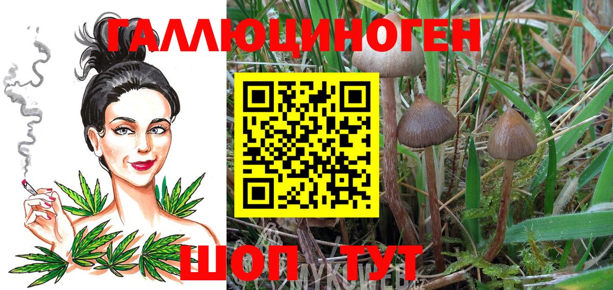 Псилоцибиновые грибы Cubensis  где найти   Россошь  Вход с VPN  Галлюциногенные грибы прущие грибы 